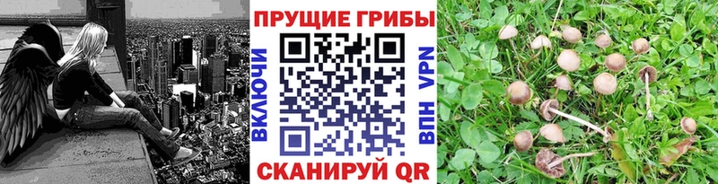 Галлюциногенные грибы прущие грибы мега онион Киреевск